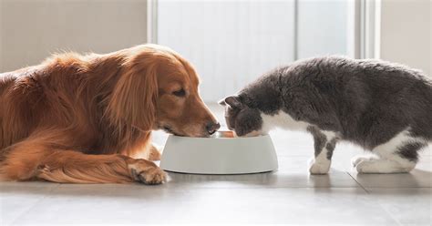 飼養動物 癦凸起